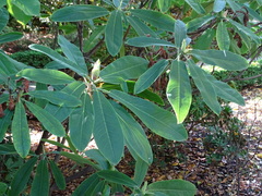 Rhododendron auriculatum