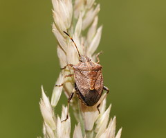 Oncocoris