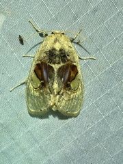 Arrhenophanes perspicilla
