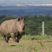 Northern White Rhinoceros - Photo (c) Joshua Rains, some rights reserved (CC BY-NC), uploaded by Joshua Rains