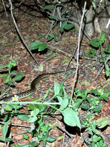 Spotted Python sighting