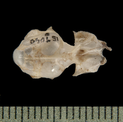 Small Asian Sheath-Tailed Bat photo 4