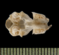 Small Asian Sheath-Tailed Bat photo 5
