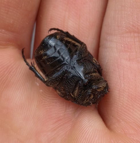 Speckled Rose Chafer