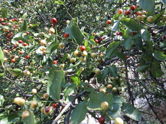 Sarcomphalus pedunculatus