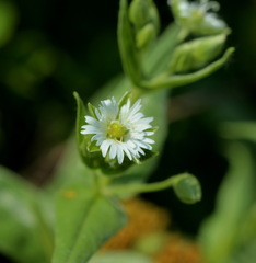 Stellaria radians