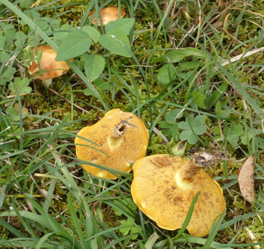 Suillus granulatus · October 2025 · photo: © mami_t_t (iNaturalist, cc-by)