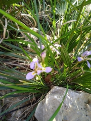 Iris unguicularis