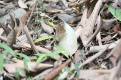 Mycalesis janardana