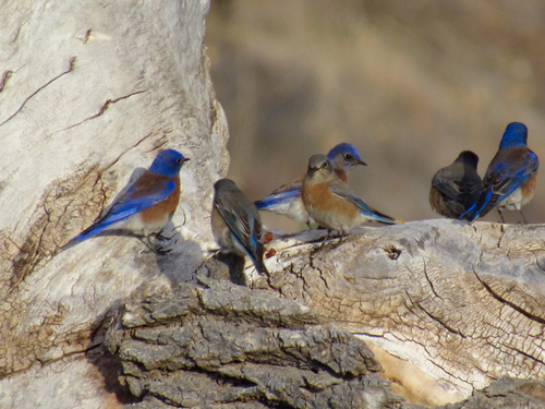 Western Bluebird