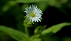Stellaria radians