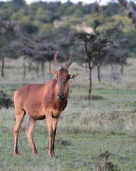 Alcelaphus buselaphus lelwel