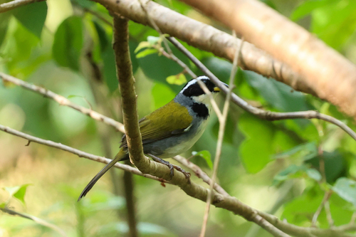Half-collared Sparrow (Arremon semitorquatus), photo 1