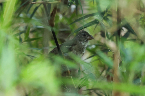 Buffy-fronted Seedeater (Sporophila frontalis), photo 5