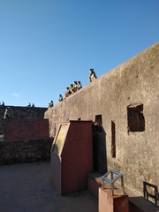 Semnopithecus entellus