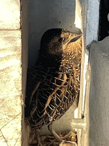 Yellow Rail (Coturnicops noveboracensis), photo 3