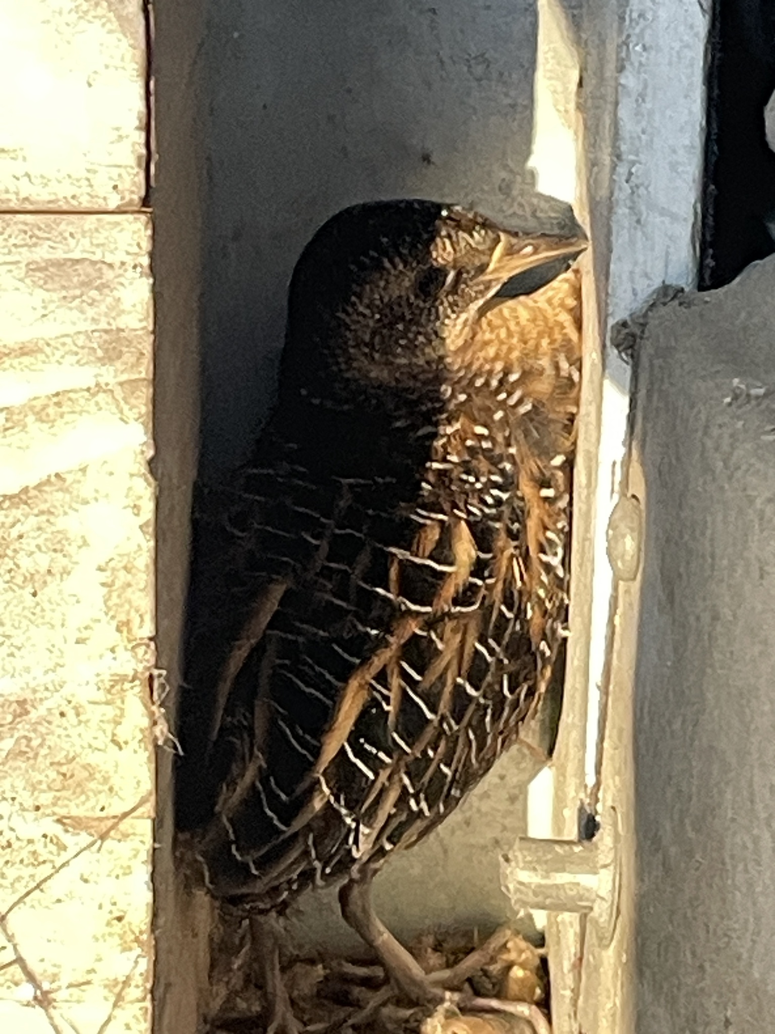 Yellow Rail (Coturnicops noveboracensis), photo 5