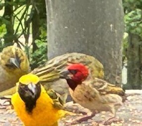 iNaturalist image