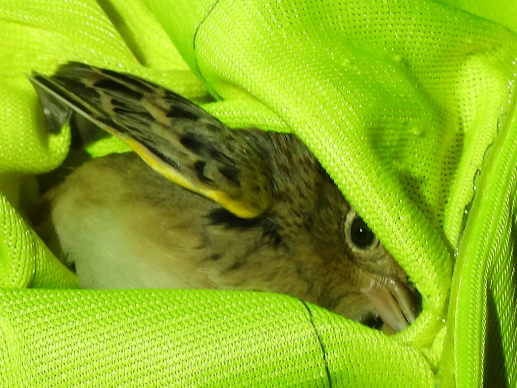 Ammodramus savannarum (J.F.Gmelin, 1789)