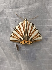Pityeja histrionaria