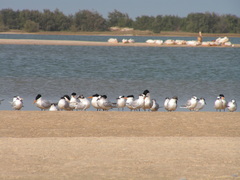 Thalasseus albididorsalis