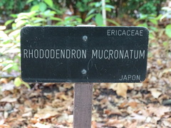 Rhododendron mucronatum