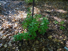 Rhododendron mucronatum