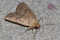 Hoplodrina blanda