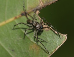 Spartaeus spinimanus