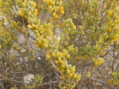 Desert bean-caper (Zygophyllum fontanesii)