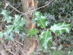 Ilex aquifolium