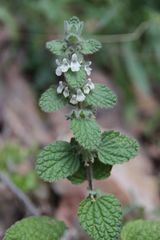 Sideritis villosa