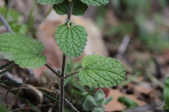 Sideritis villosa