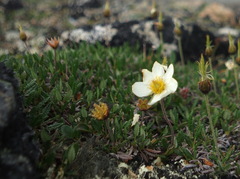 Dryas ajanensis