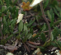 Dryas ajanensis