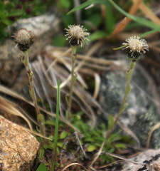 Antennaria monocephala