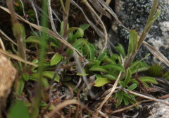 Antennaria monocephala