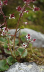 Micranthes porsildiana