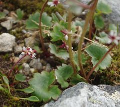 Micranthes porsildiana