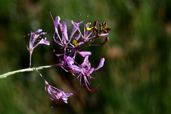 Cleome maculata