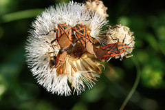 Spilostethus rivularis