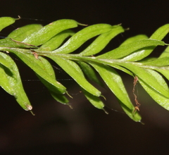 Tmesipteris sigmatifolia