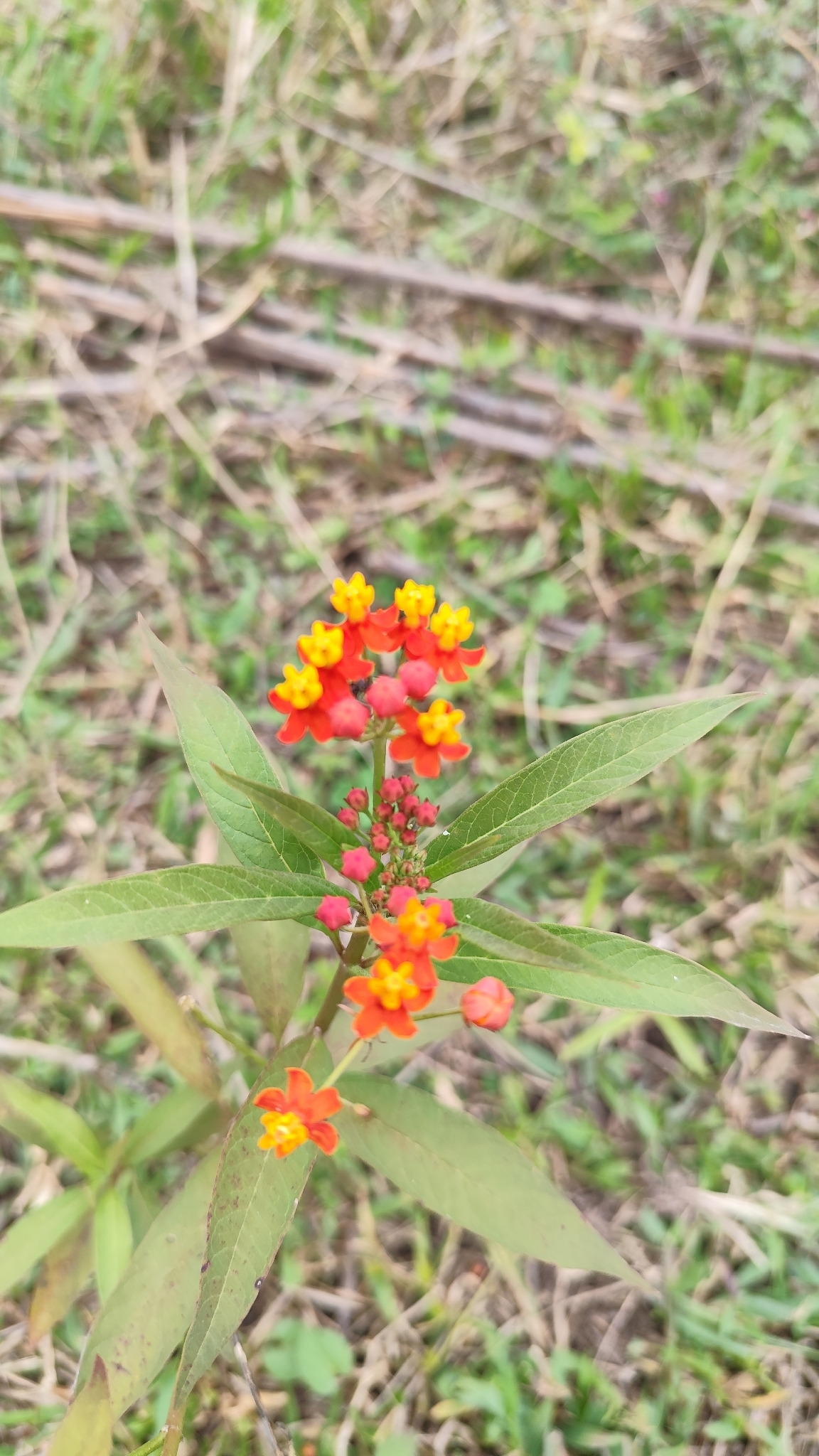 Asclepias curassavica