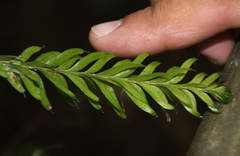 Tmesipteris sigmatifolia
