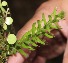 Tmesipteris sigmatifolia