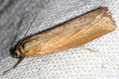 Pediasia luteella