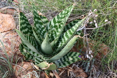 Aloe greatheadii