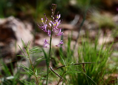 Cleome maculata