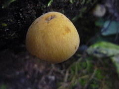 Heimiomyces velutipes