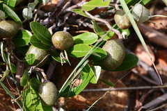 Parinari capensis capensis